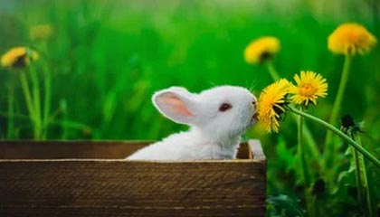 别再问“黑料网漫画”入口在哪了：你更该问怎么避开二次传播伤害